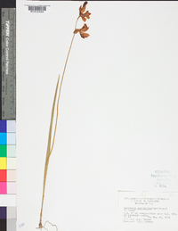 Calopogon tuberosus var. tuberosus image