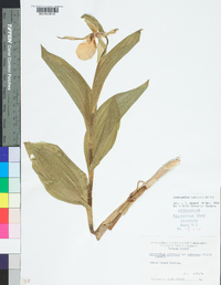 Cypripedium parviflorum var. pubescens image