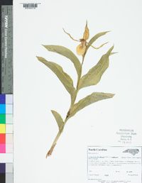 Cypripedium parviflorum var. pubescens image