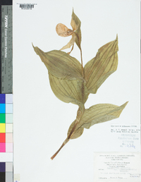 Cypripedium parviflorum var. pubescens image