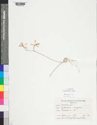 Epidendrum tampense image