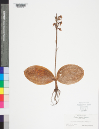 Platanthera orbiculata image