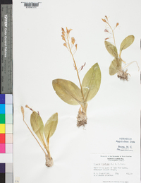 Liparis liliifolia image