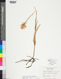 Platanthera blephariglottis image