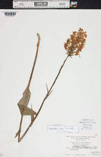 Platanthera ciliaris image