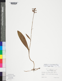 Platanthera clavellata image