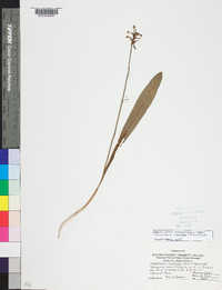 Platanthera clavellata image