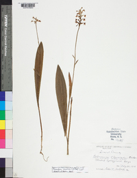 Platanthera clavellata image