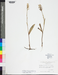 Platanthera clavellata image