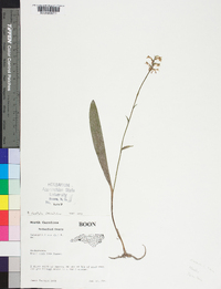 Platanthera clavellata image