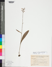 Platanthera clavellata image