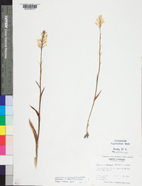 Platanthera cristata image