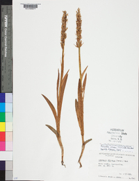 Platanthera dilatata image