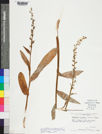 Platanthera dilatata image