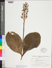 Platanthera orbiculata image