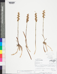 Spiranthes cernua image