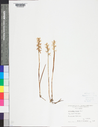 Spiranthes cernua image