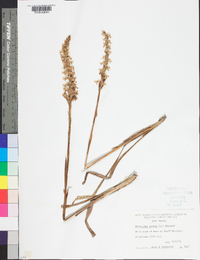 Spiranthes cernua image