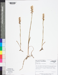 Spiranthes cernua image