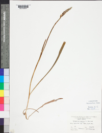 Spiranthes cernua image