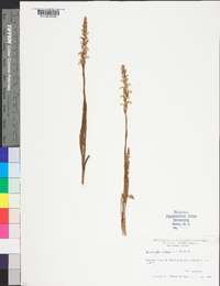 Spiranthes cernua image