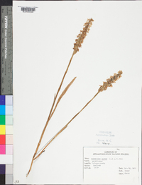 Spiranthes cernua image