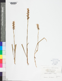 Spiranthes cernua image