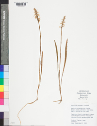 Spiranthes cernua image