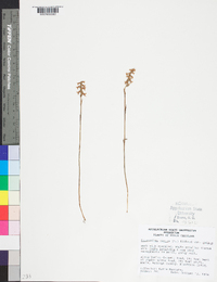 Spiranthes cernua image