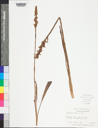 Spiranthes cernua image