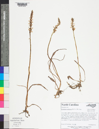 Spiranthes ochroleuca image