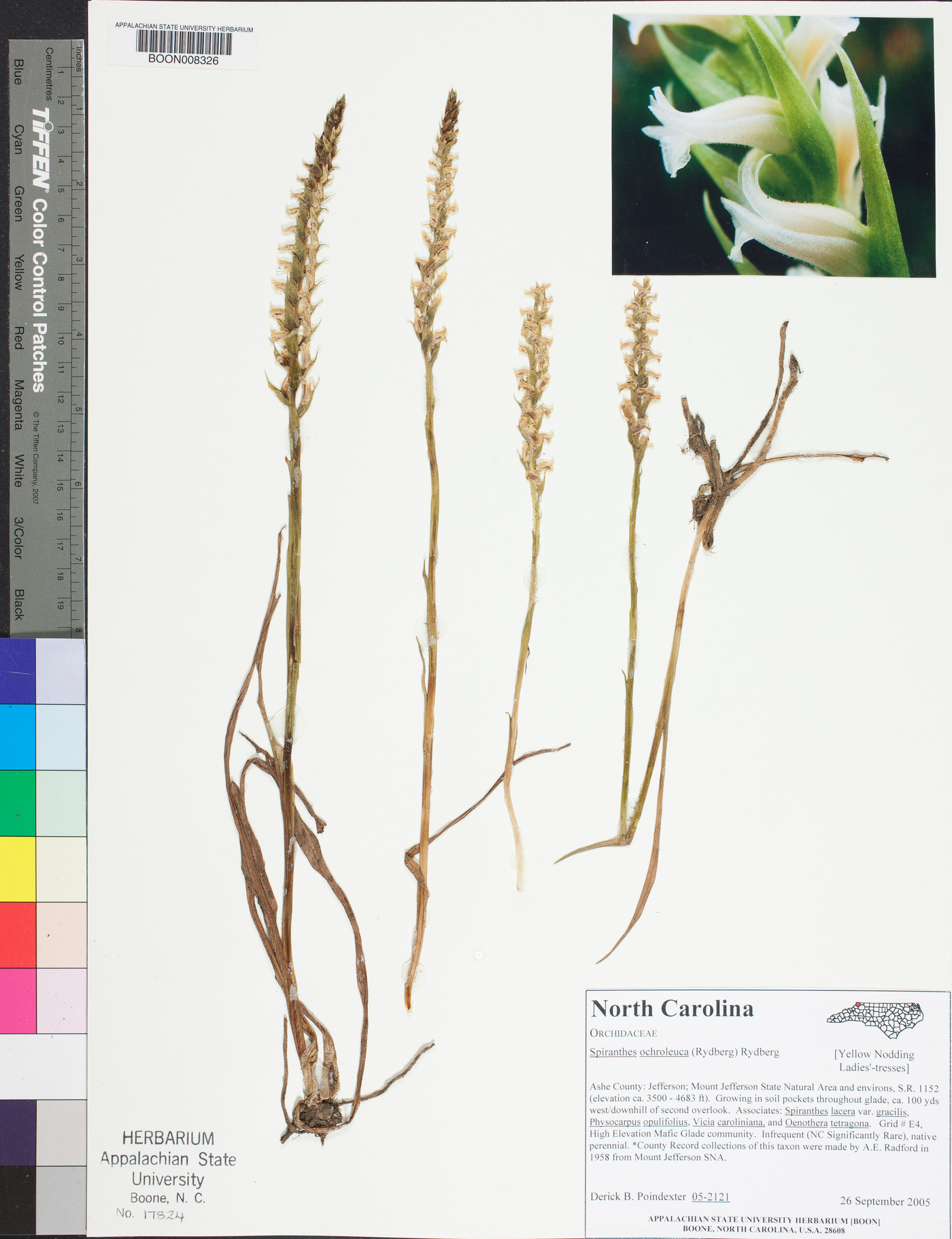 Spiranthes ochroleuca image