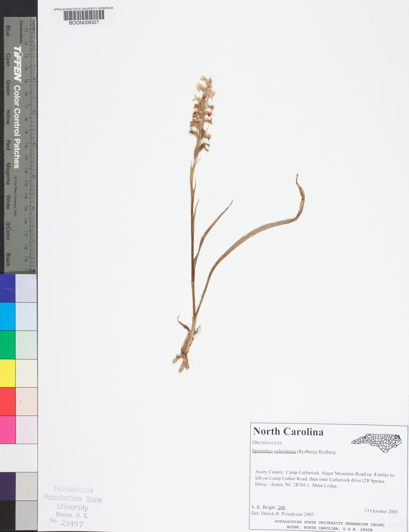 Spiranthes ochroleuca image