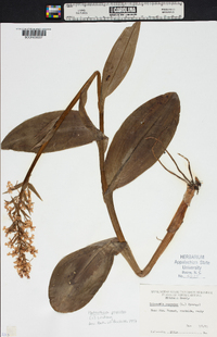 Platanthera psycodes image