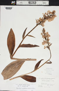 Platanthera psycodes image