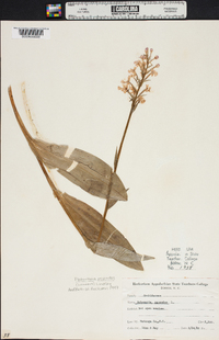 Platanthera psycodes image