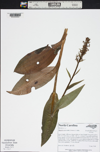 Platanthera psycodes image