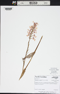 Platanthera psycodes image