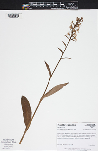 Platanthera lacera image