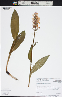 Platanthera grandiflora image