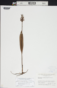 Platanthera clavellata image