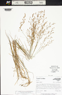 Agrostis capillaris image