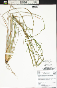 Andropogon glomeratus image