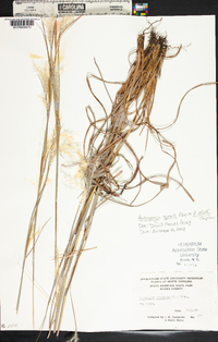 Andropogon ternarius image