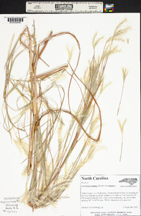 Andropogon ternarius var. ternarius image