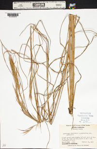 Andropogon virginicus var. glaucopsis image