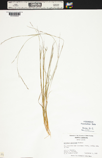 Aristida dichotoma image