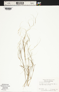 Aristida oligantha image