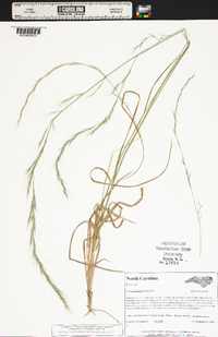 Aristida purpurascens image