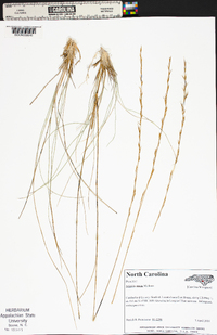 Aristida stricta image